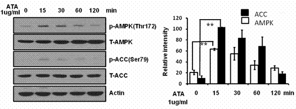 Anti-insulin resistance adenosine monophosphate-activated protein kinase agonist