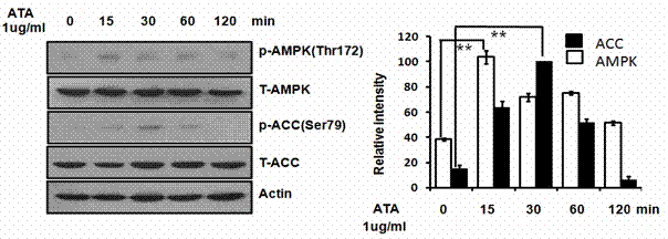 Anti-insulin resistance adenosine monophosphate-activated protein kinase agonist