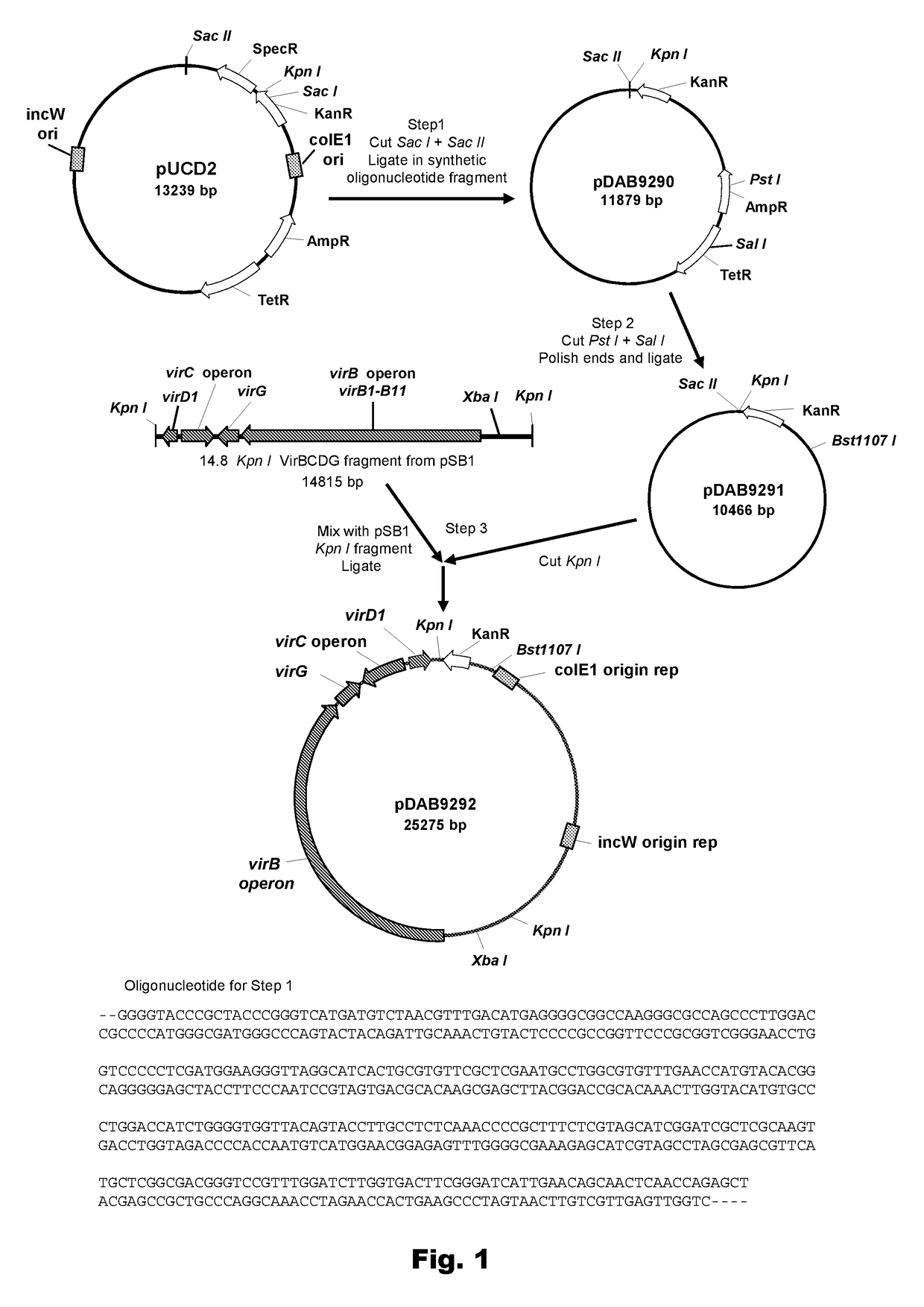 Method of increasing plant transformation frequency using modified strains of <i>Agrobacteria</i>