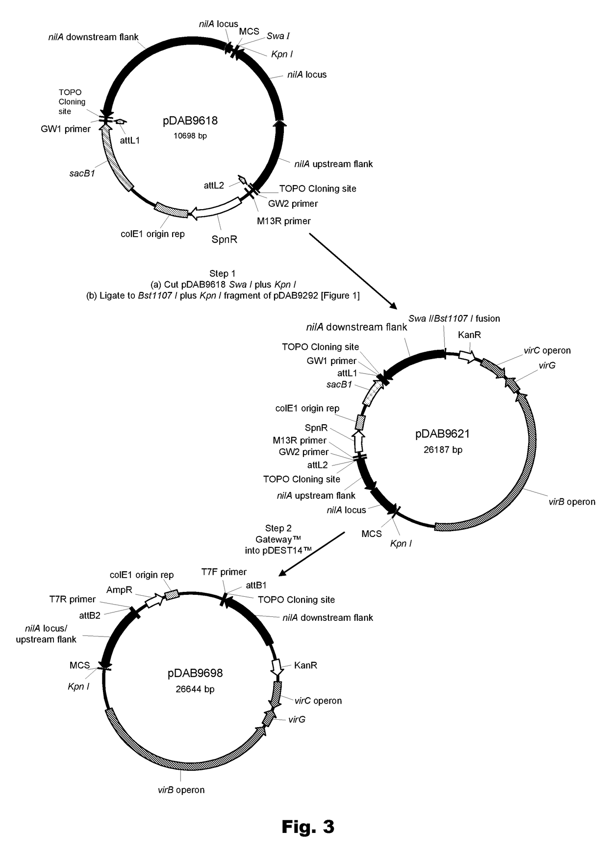 Method of increasing plant transformation frequency using modified strains of <i>Agrobacteria</i>