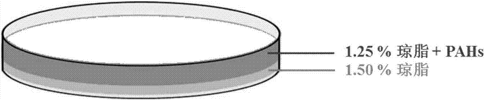 Method for screening efficient PAH (polycyclic aromatic hydrocarbon) degrading bacteria and obtained efficient degrading bacteria