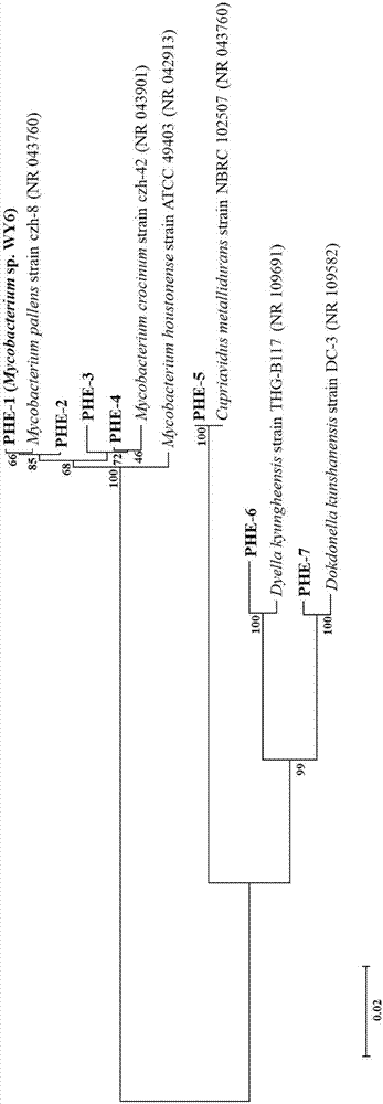 Method for screening efficient PAH (polycyclic aromatic hydrocarbon) degrading bacteria and obtained efficient degrading bacteria