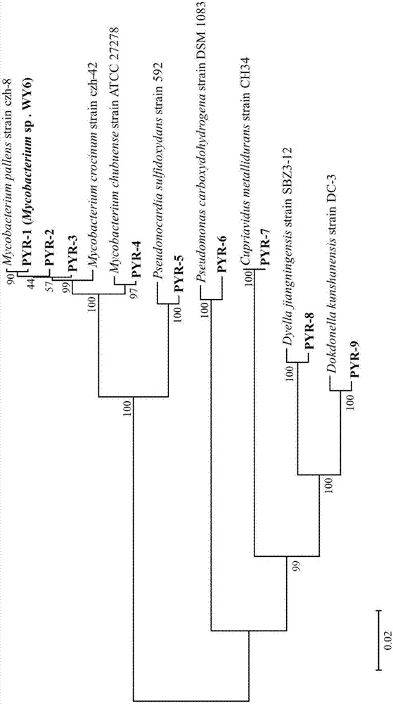 Method for screening efficient PAH (polycyclic aromatic hydrocarbon) degrading bacteria and obtained efficient degrading bacteria