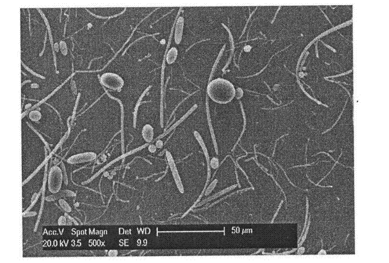 Non-spherical drug-loaded particles and controlled release preparation of lactyl polymer and preparation methods thereof