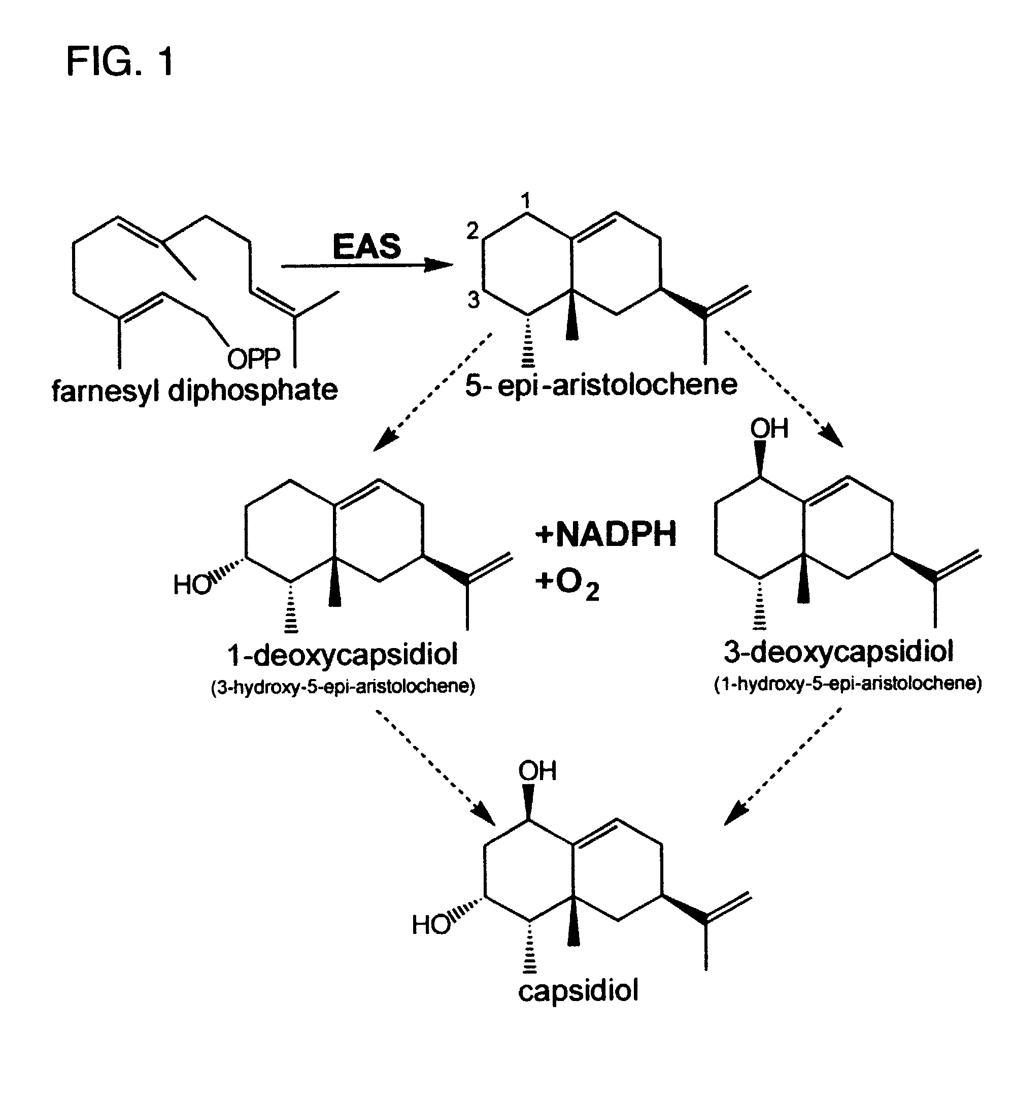 Cytochrome P450s and uses thereof