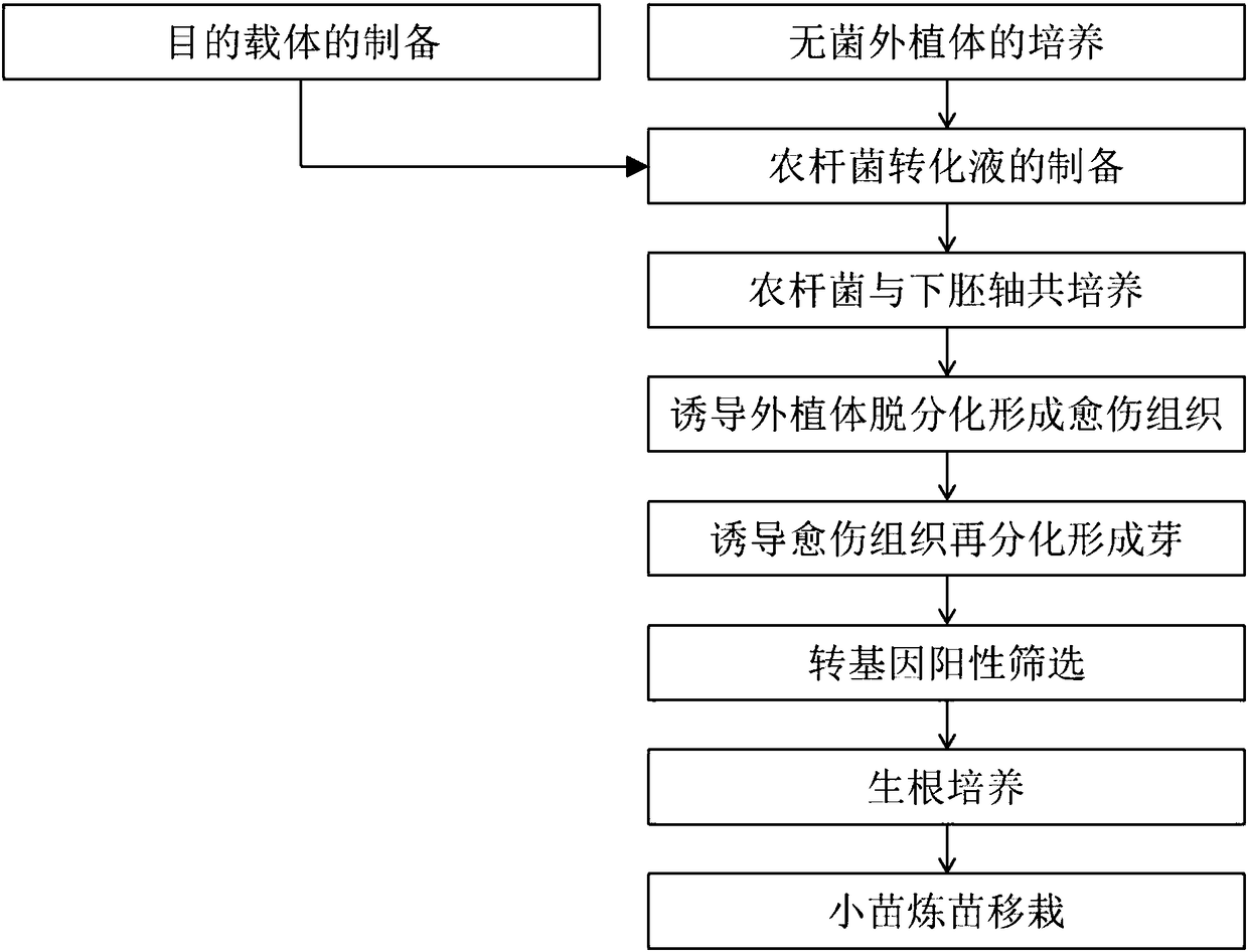 Efficient genetic transformation and rapid identification method for cabbage type rapes