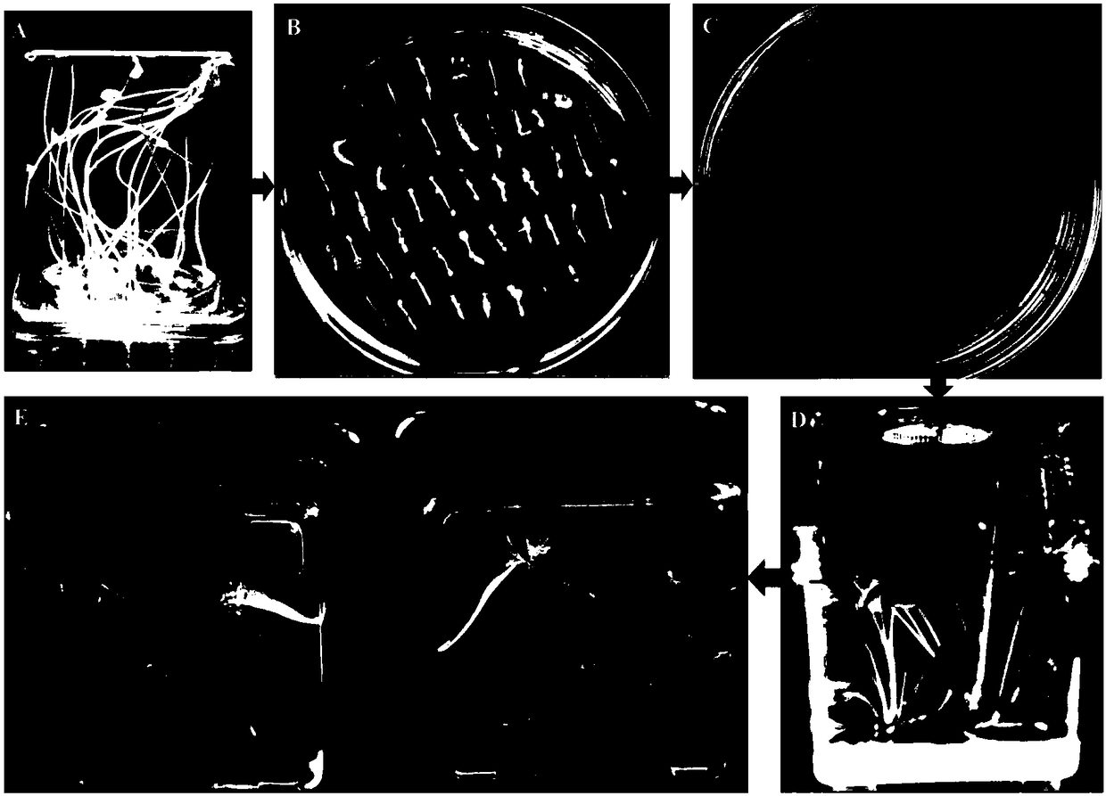 Efficient genetic transformation and rapid identification method for cabbage type rapes