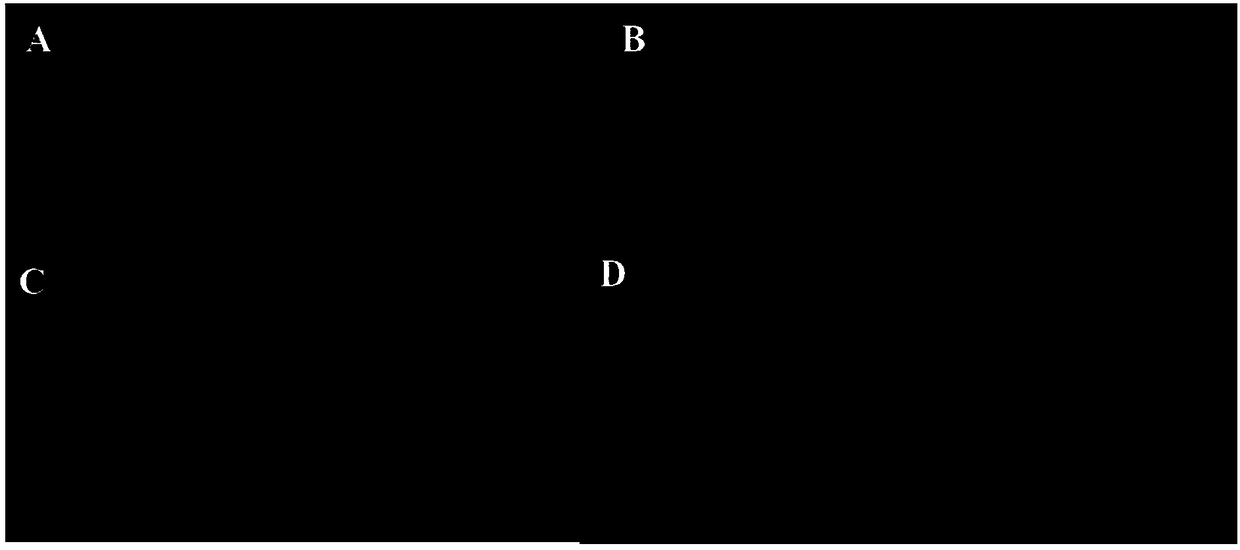 Efficient genetic transformation and rapid identification method for cabbage type rapes