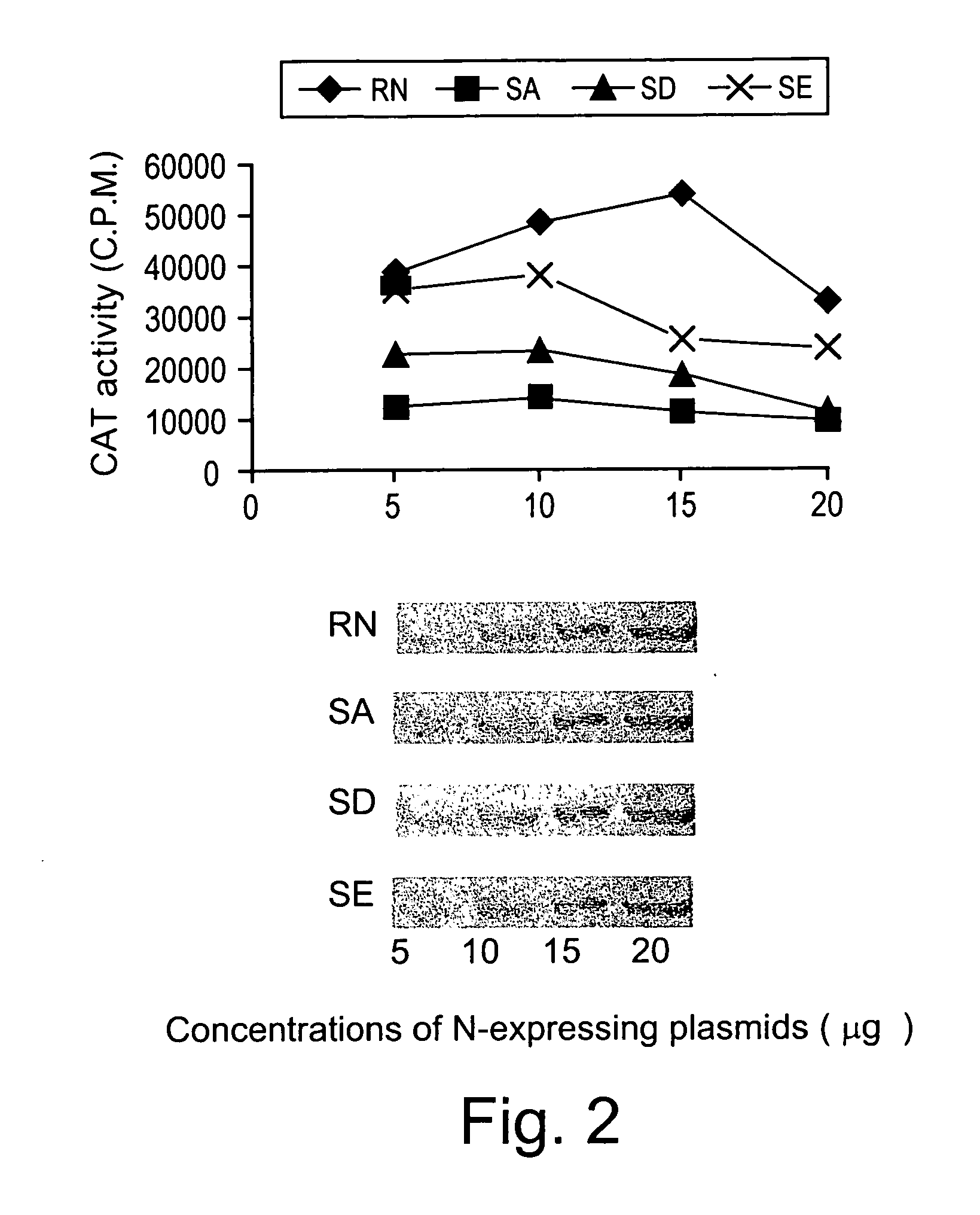 Attenuated rabies virus with nucleoprotein mutation at the phosphorylation site for vaccination against rabies and gene therapy in the CNS