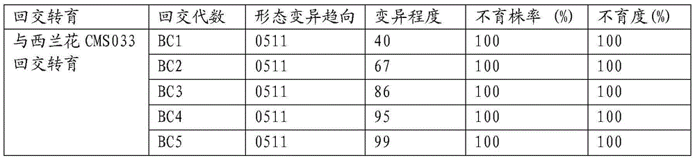 A kind of breeding and breeding method of early-maturing, disease-resistant stem broccoli