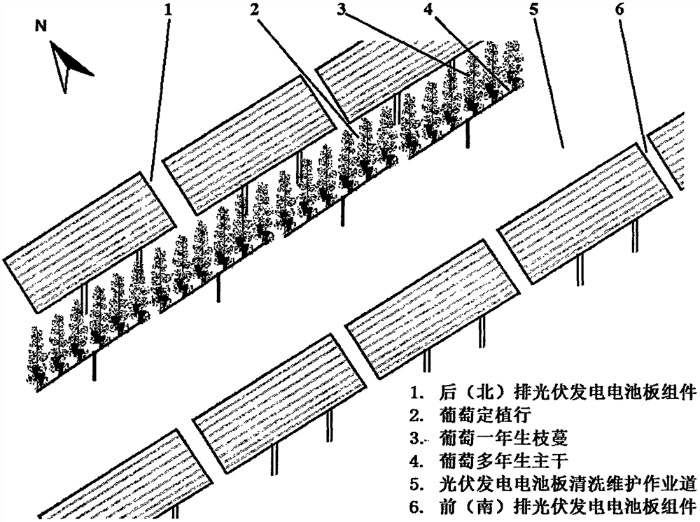 Integrated operation mode and method for grape planting and photovoltaic power generation industry in soil-burying cold-proof area