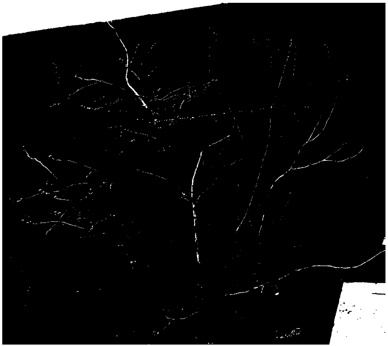 Pruning method for shaping arbuscular shape of open-field blueberries