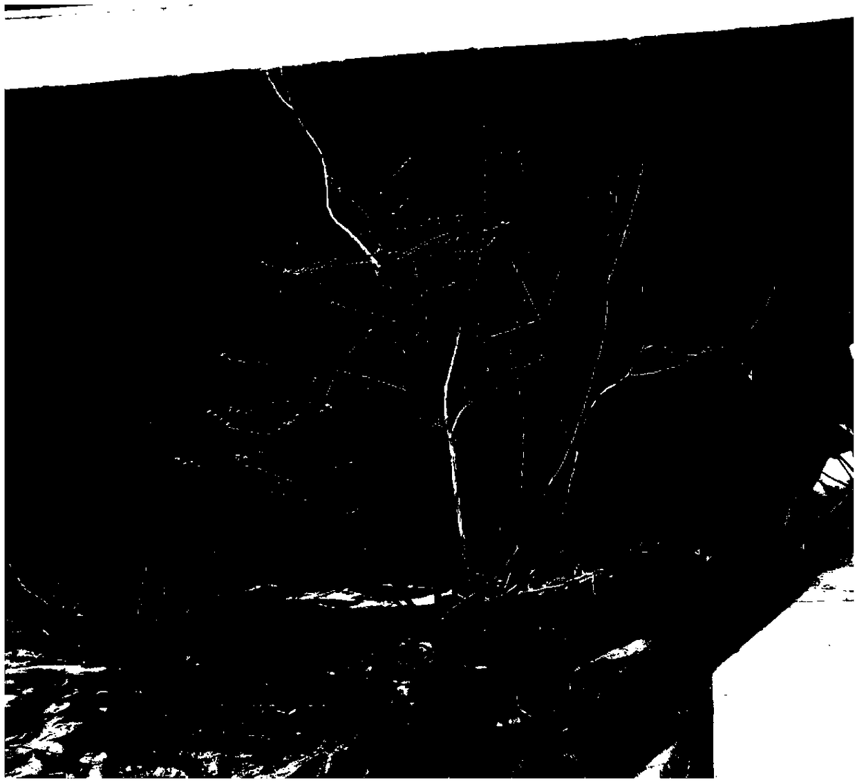 Pruning method for shaping arbuscular shape of open-field blueberries