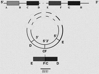 Probe, gene chip and method for detecting expression abundance of circular RNA