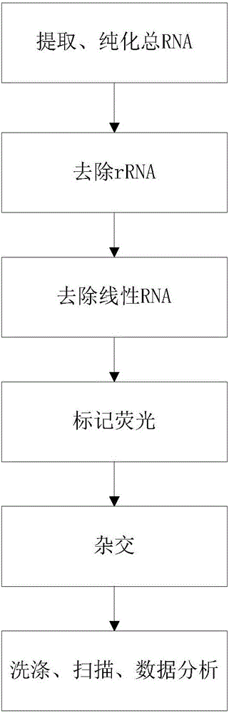 Probe, gene chip and method for detecting expression abundance of circular RNA