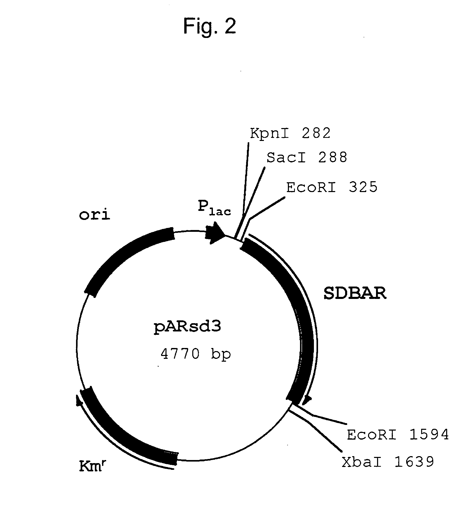 Amino acid racemase having low substrate specificity and process for producing racemic amino acid