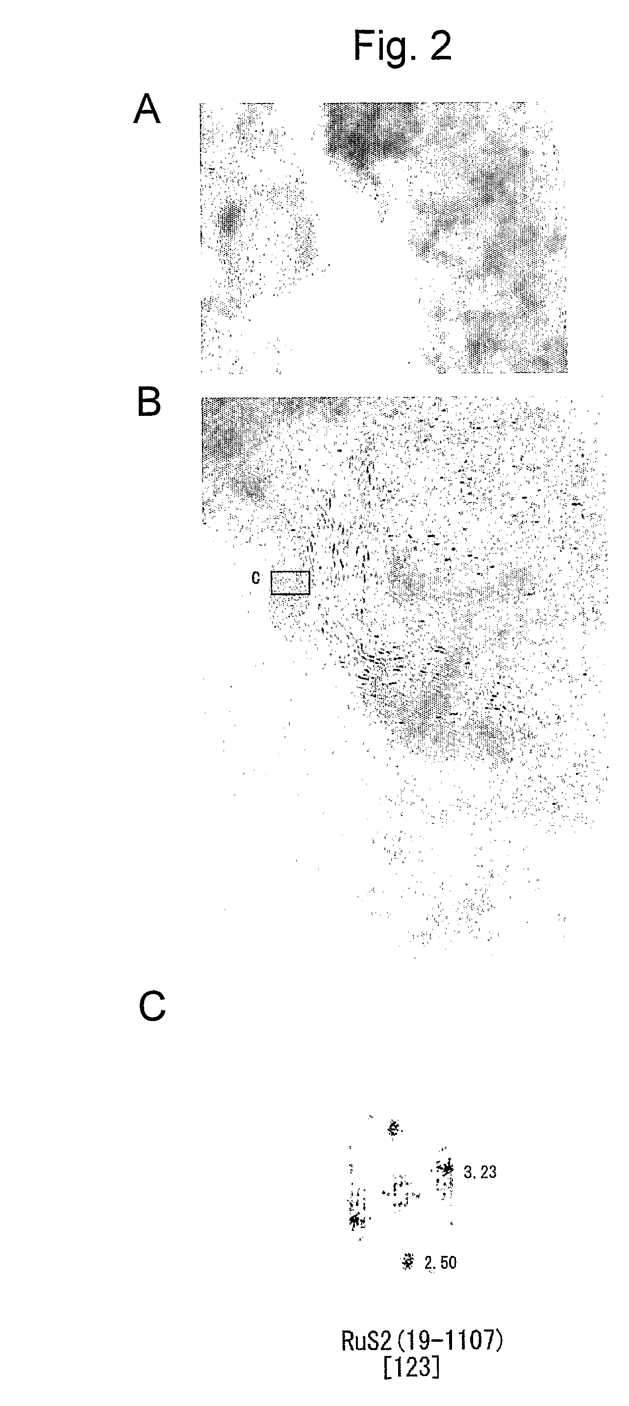 Fuel cell electrode catalyst, method for evaluating performance of oxygen-reducing catalyst, and solid polymer fuel cell comprising the fuel cell electrode catalyst