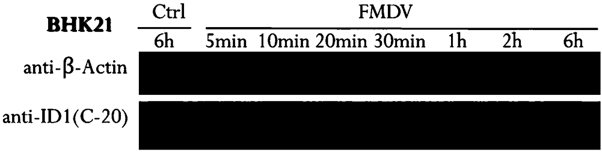 Anti foot-and-mouth disease drug and ID1 protein and BMP4 (bone morphogenetic protein 4) protein in preparation of the same