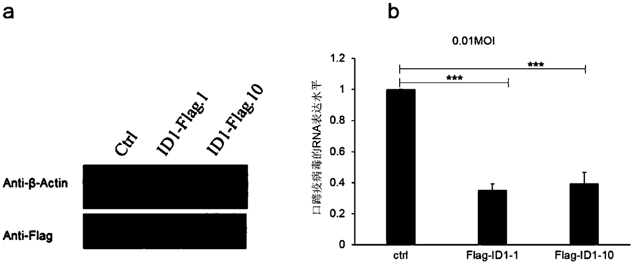 Anti foot-and-mouth disease drug and ID1 protein and BMP4 (bone morphogenetic protein 4) protein in preparation of the same