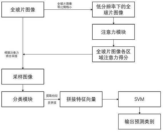 A method for auxiliary diagnosis of cervical histopathology based on attention mechanism