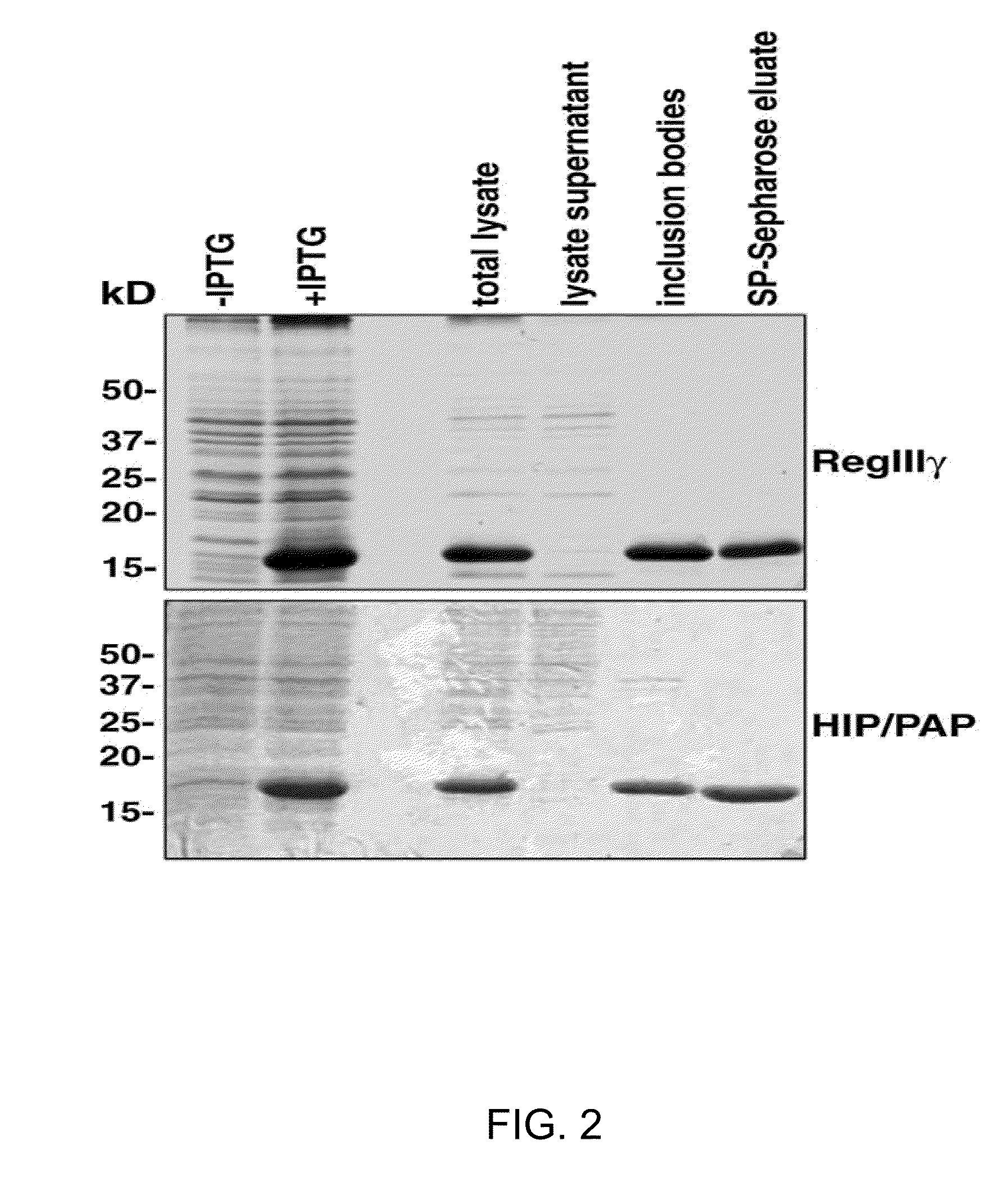 Expression and Purification of HIP/PAP and Uses Therefor