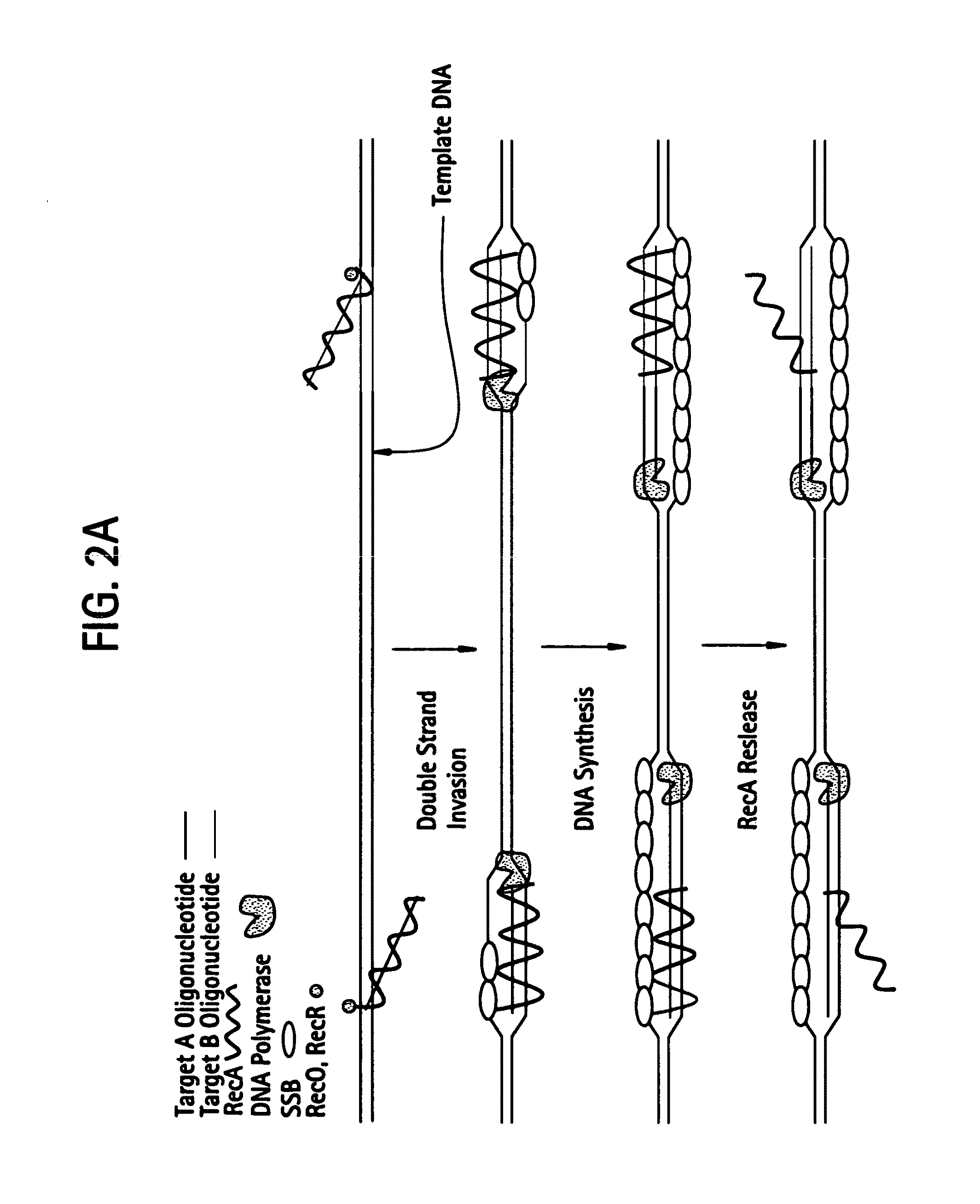 Recombinase polymerase amplification