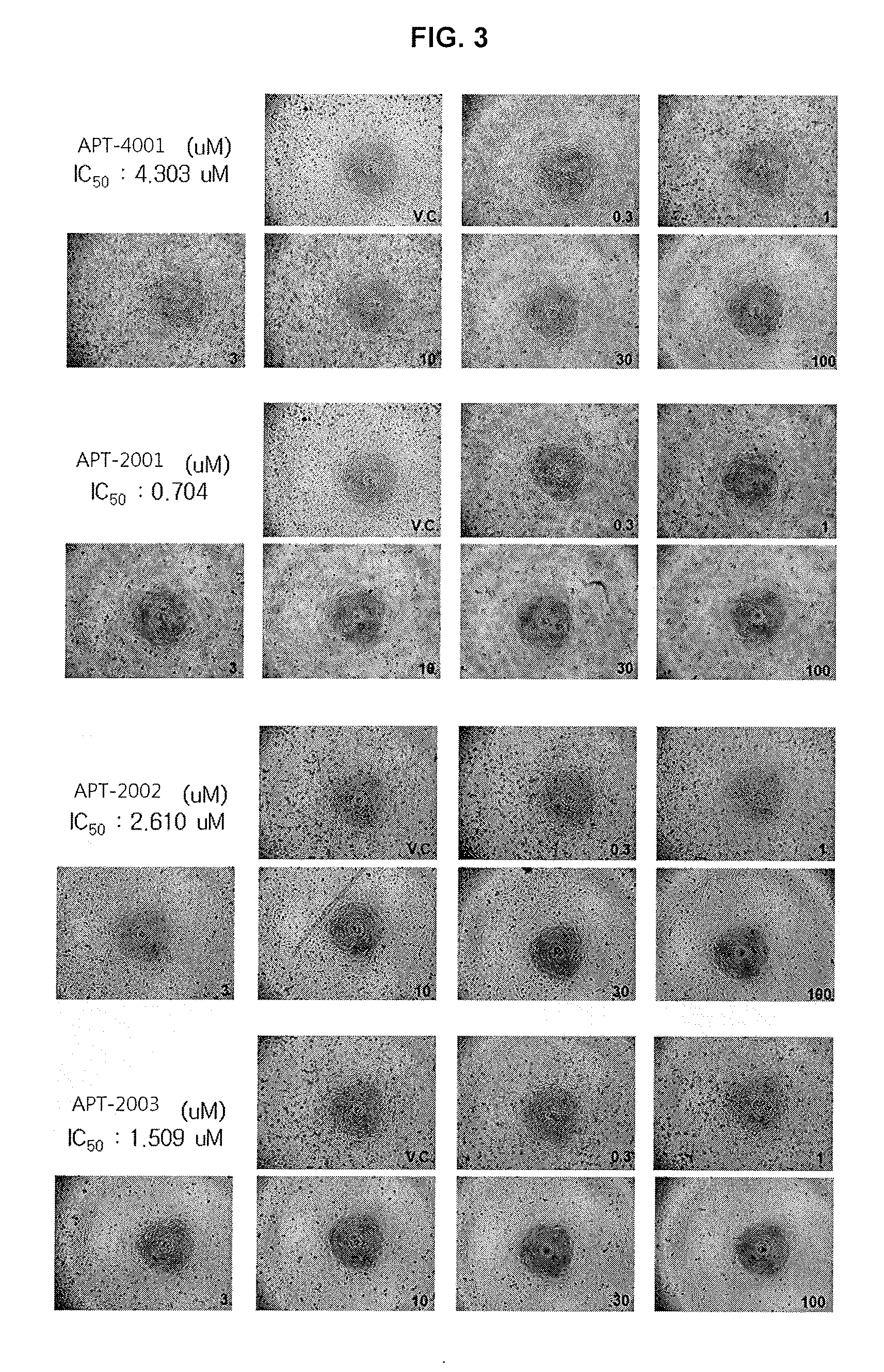 Guanosine-rich modified oligonucleotides and antiproliferative activity thereof