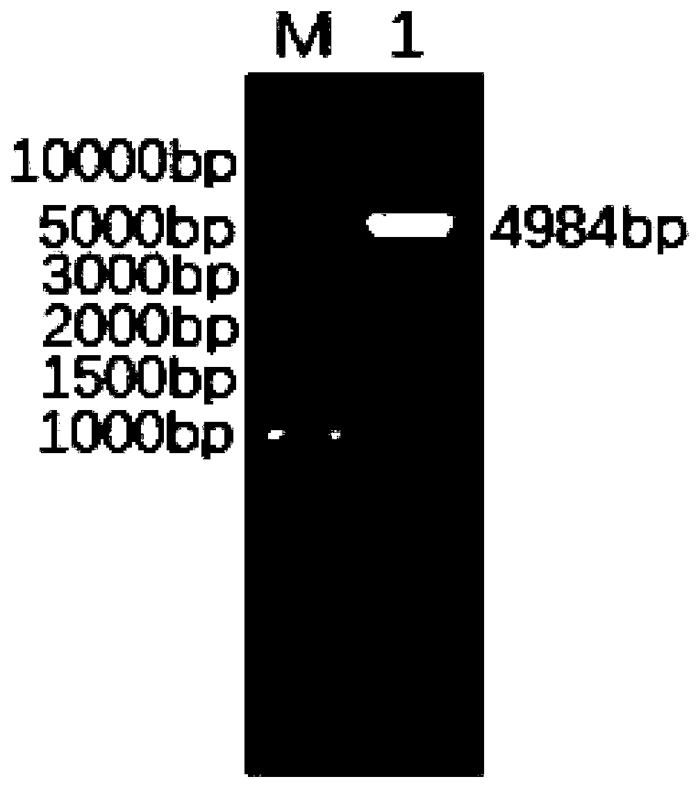 An indirect ELISA kit for the detection of serotype 8 avian adenovirus antibodies based on spike protein f