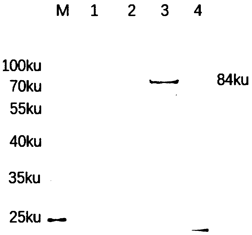 An indirect ELISA kit for the detection of serotype 8 avian adenovirus antibodies based on spike protein f