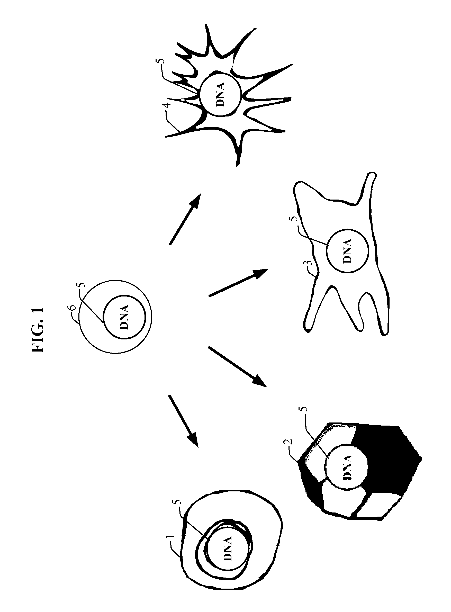 Small molecules modulating activity of micro RNA oligonucleotides and micro RNA targets and uses thereof