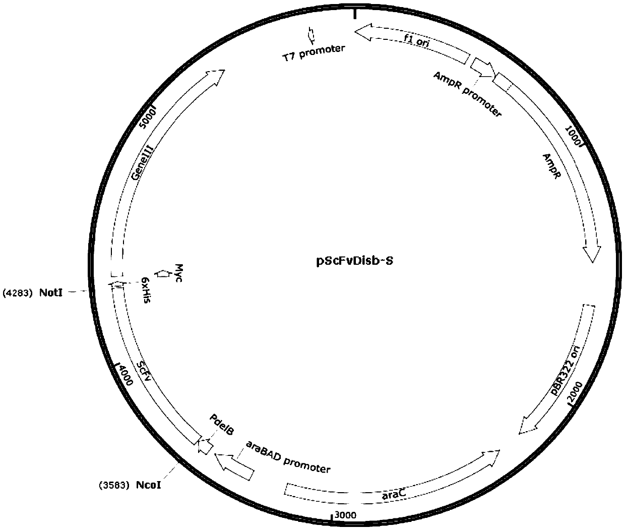 Detecting antibody for CD6-resistant monoclonal antibody T1h and application