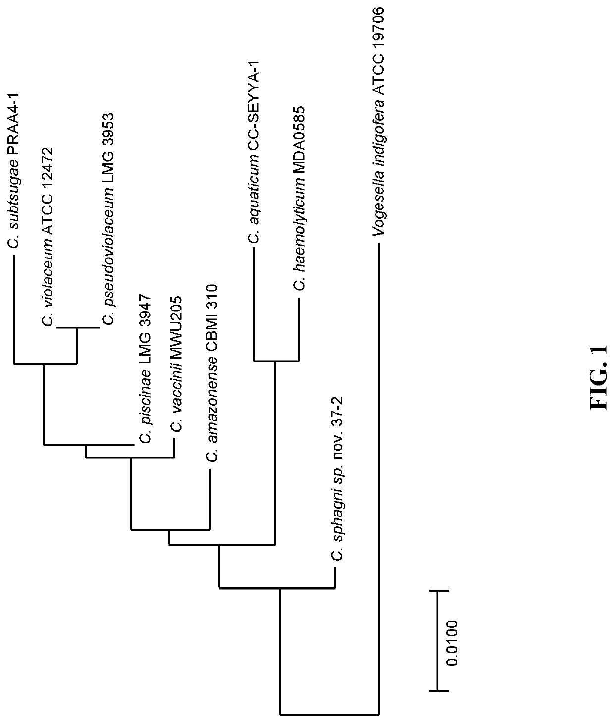 Chromobacterium species with insecticidal activity