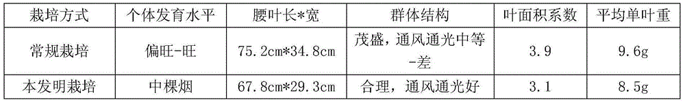 A kind of cultivation method of Yunyan 97 flue-cured tobacco variety