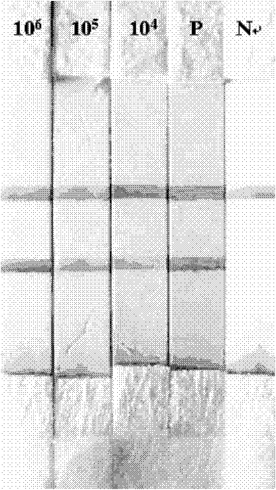 Instrument-free nucleic acid extraction device and trace nucleic acid extraction method