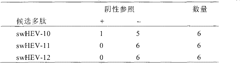 Swine hepatitis E virus epitope and application thereof