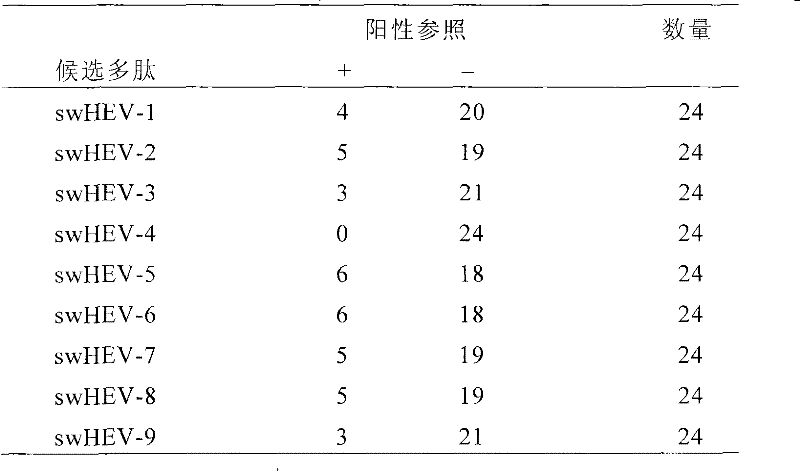 Swine hepatitis E virus epitope and application thereof