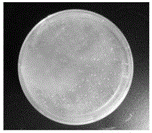 Inducible expression, purification and activity identification method of restructured lunasin polypeptide in pichia pastoris