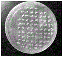 Inducible expression, purification and activity identification method of restructured lunasin polypeptide in pichia pastoris