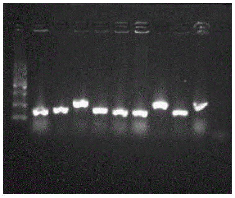 Inducible expression, purification and activity identification method of restructured lunasin polypeptide in pichia pastoris