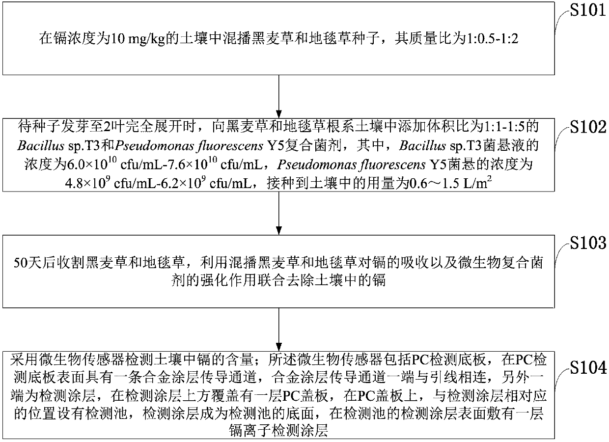 Method for evaluating combined remediation of cadmium-contaminated soil by utilizing lawn grass microorganisms