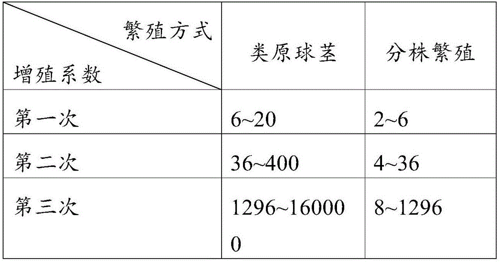 Tissue culture rapid propagation method of neofinetia falcate