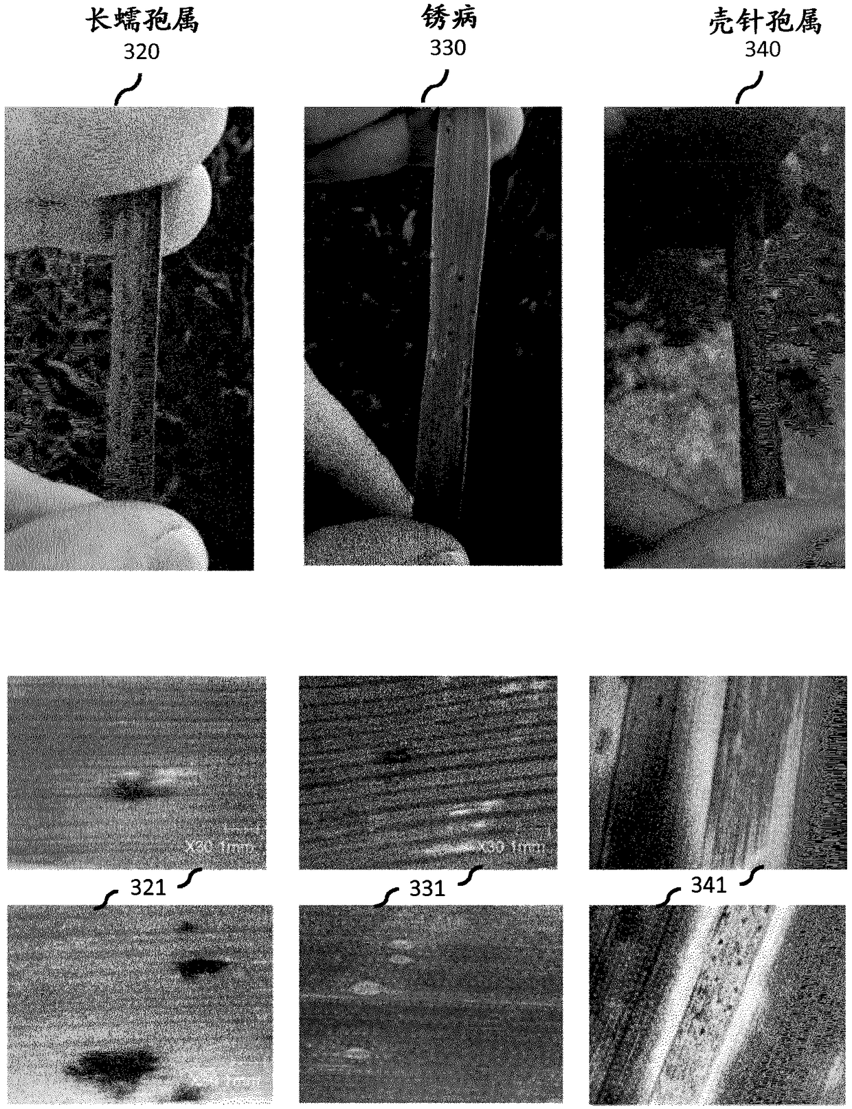 System and method for detecting plant diseases