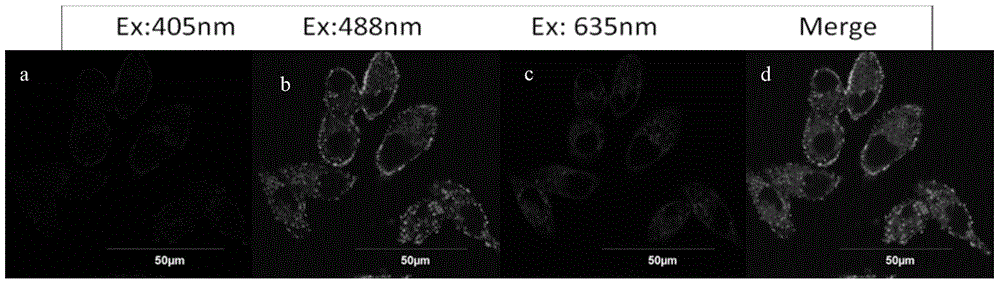 A carbon-base fluorescence probe for a targeting living cell mitochondrion and preparation thereof