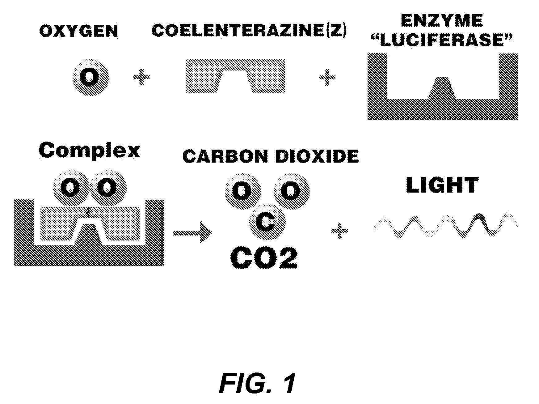 Bioluminescent Endoscopy Methods And Compounds