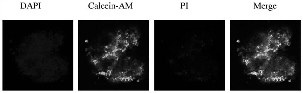 Construction and application of multi-cell co-culture three-dimensional liver microsphere model