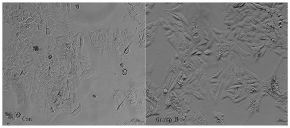 Mycoplasma removal composition and method for treating in-vitro cultured cells