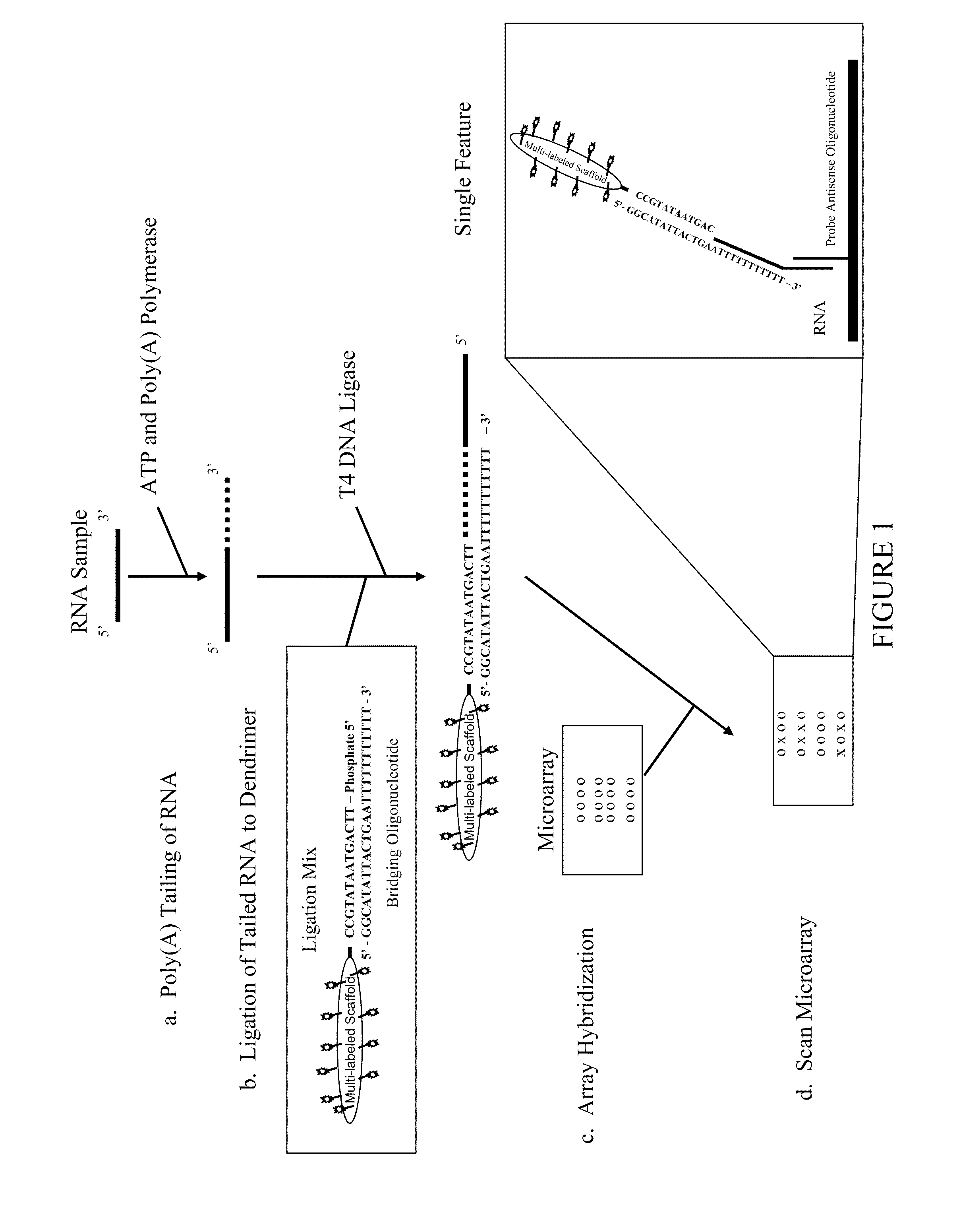 Methods, Reagents and Kits for Detection of Nucleic Acid Molecules