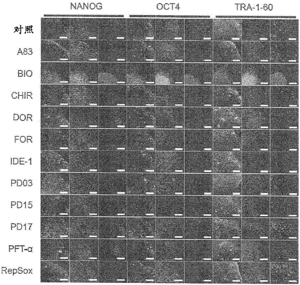 Culturing pluripotent stem cells