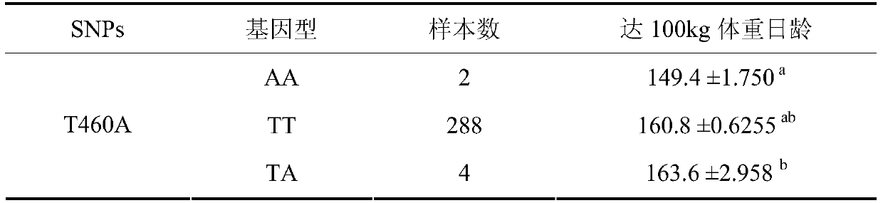 Molecular markers and application of meg3 gene to detect pigs reaching 100kg body weight day-old