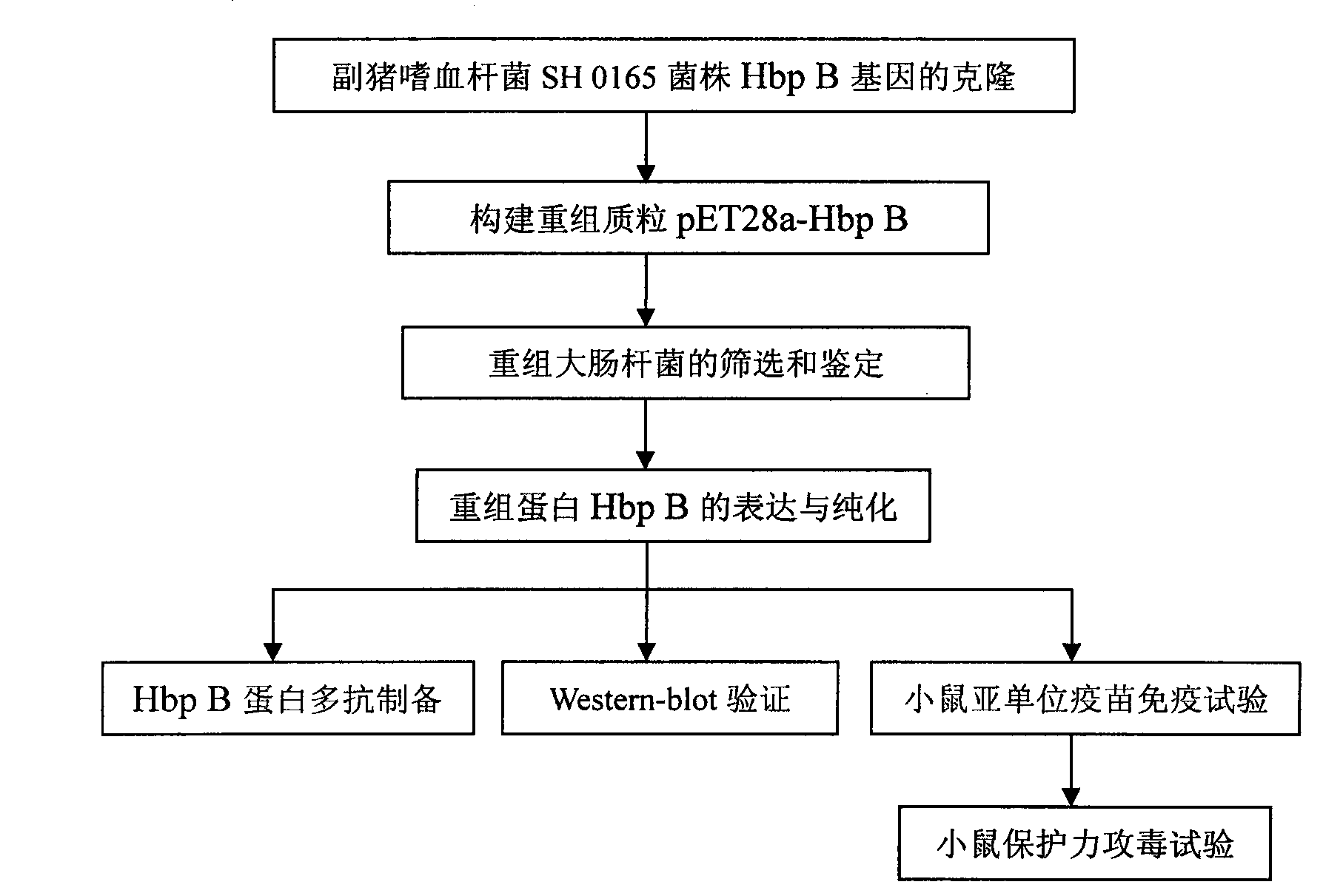 Immune protective antigen of haemophilus parasuis